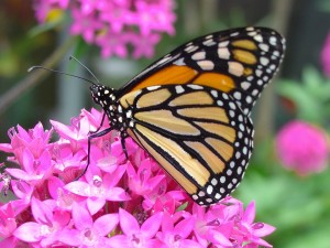 Monarch Flowers_Butterfly Garden