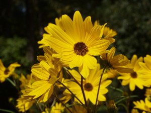 Swamp sunflower_bee butterfly garden