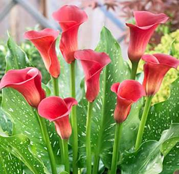 Calla Lilies Spring Flowers