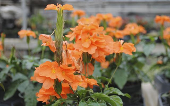 Crossandra Orange Marmalade Spring Flowers