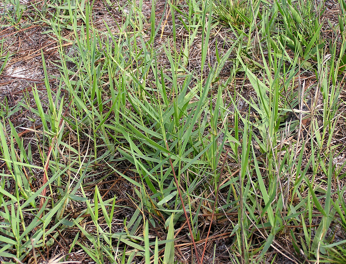 Torpedo Grass_Florida Weed Types