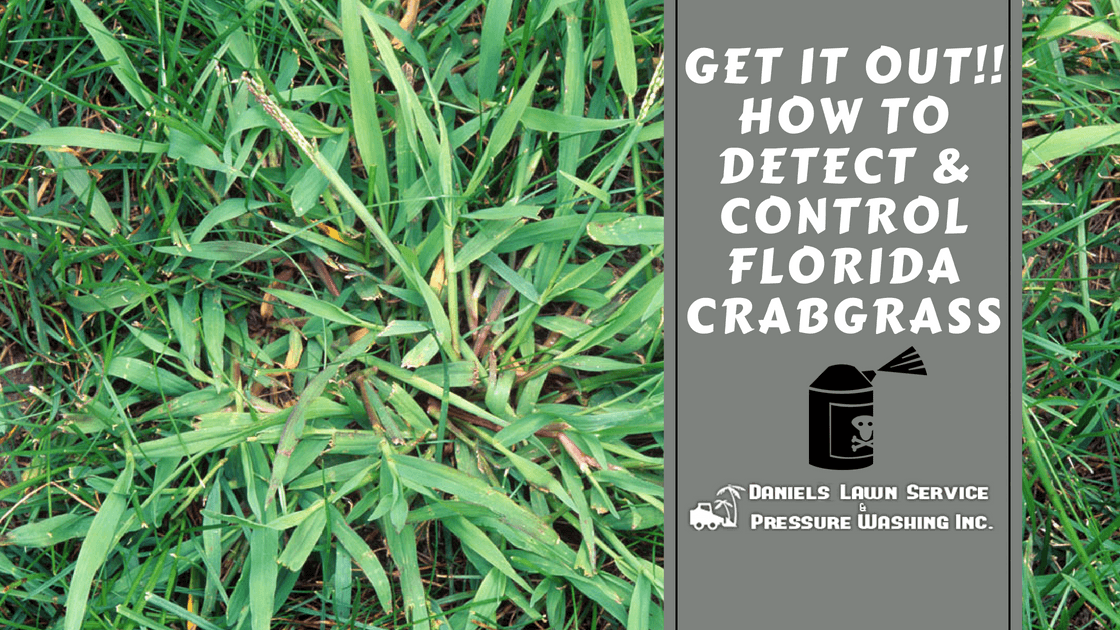 How To Detect Crabgrass_How To Control Florida Crabgrass