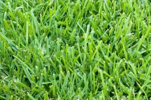 lawn care, lawn replacement, types of grass, types of st augustine grass, Floratam grass, Seville grass, Palmetto grass, Bitterblue grass