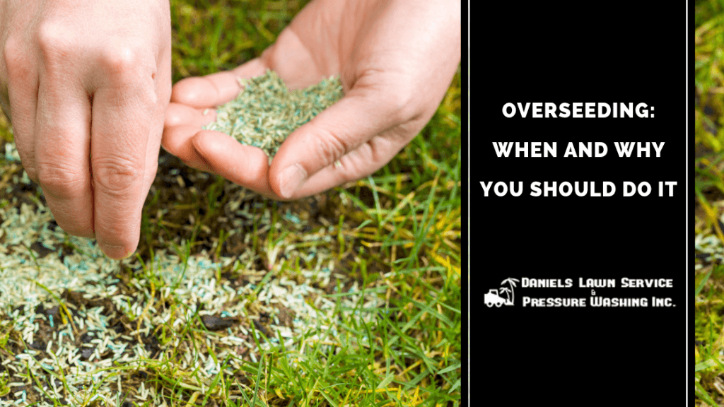 Overseeding ‒ When and Why You Should Do It – Welcome to Daniel's Lawn ...