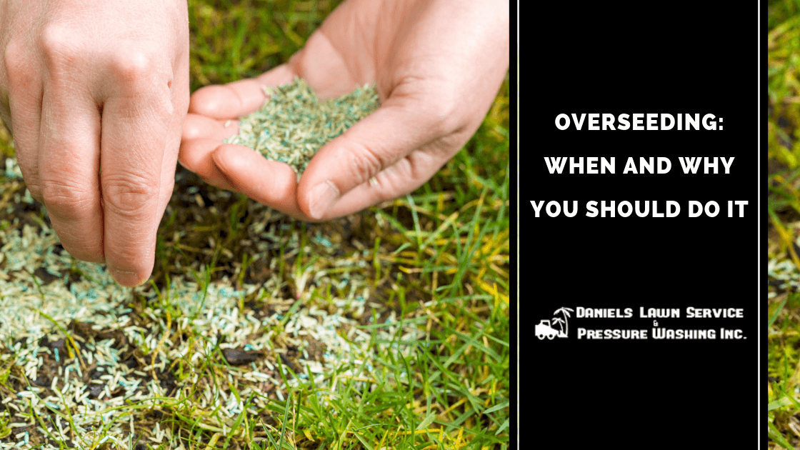Overseeding ‒ When and Why You Should Do It