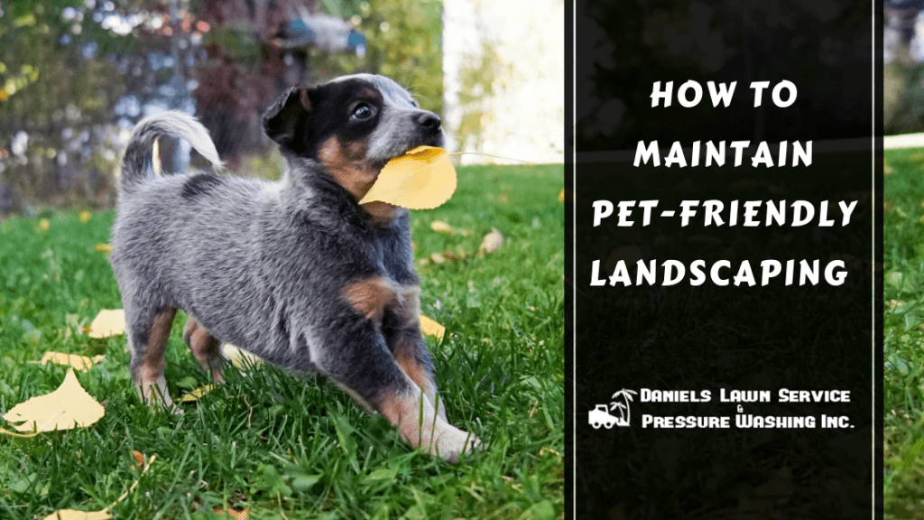 Pet Friendly landscaping, orlando landscaping, Orlando lawn care