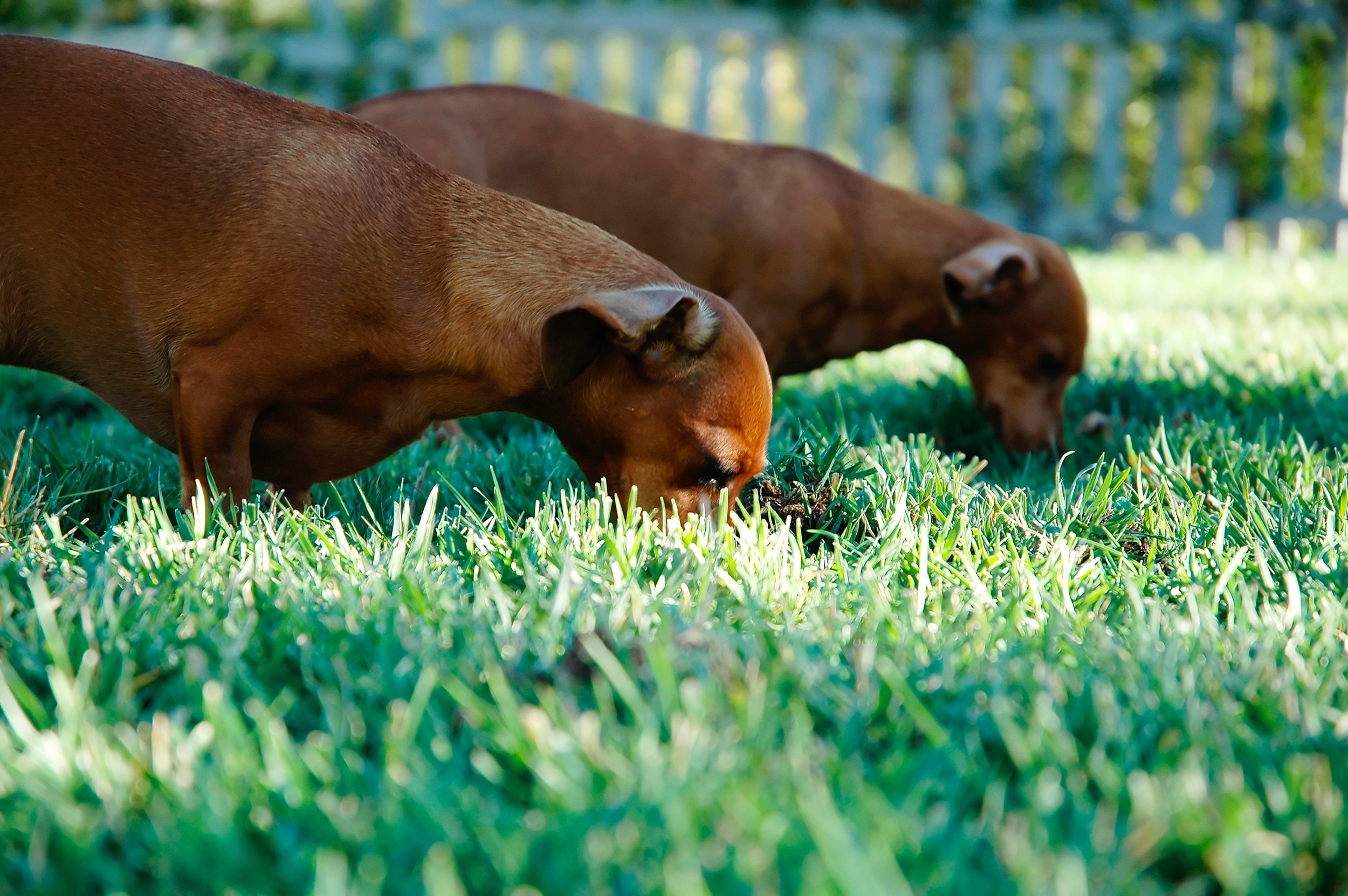 dog friendly lawn care tips