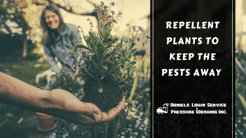 Anti bug plants, pest repellent plants, Best plants for Florida