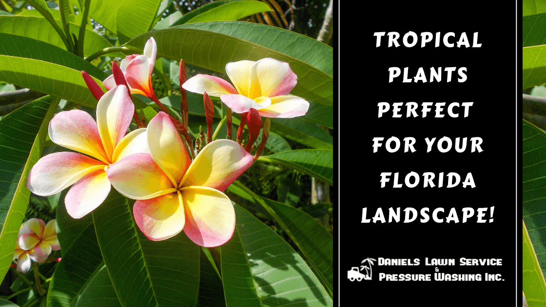 Tropical Plants Perfect For Your, Popular Landscaping Plants In Florida