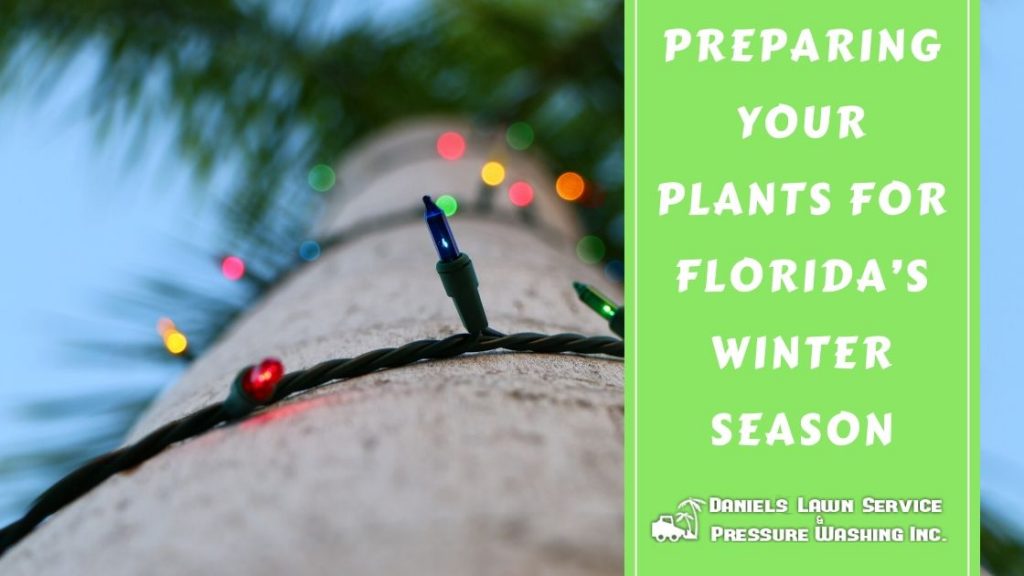 Preparing Your Plants for Florida’s Winter Season