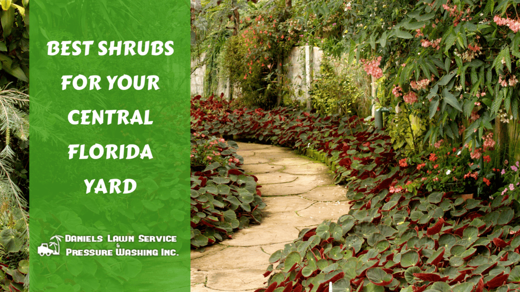 The Best Shrubs For Your Central Florida Yard