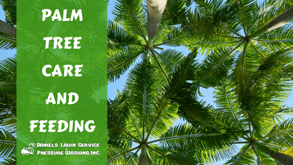 Palm Tree Care and Feeding