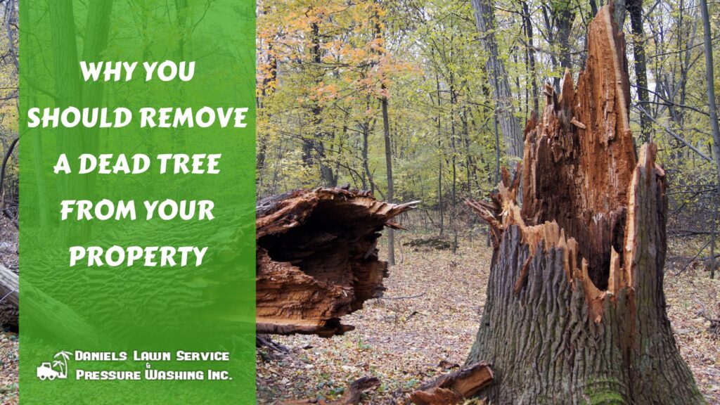 Why You Should Remove a Dead Tree From Your Property
