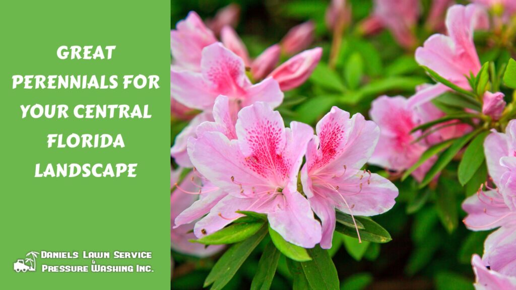 Great Perennials for Your Central Florida Landscape