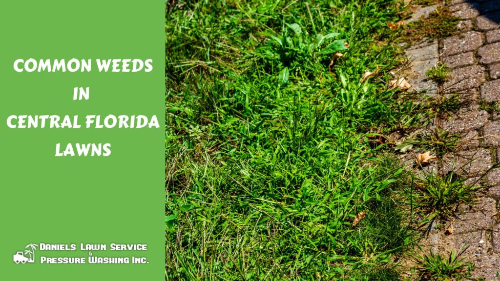 Common Weeds in Central Florida Lawns