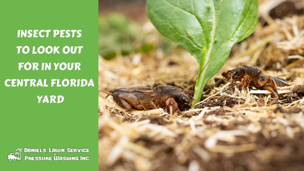 Insect Pests to Look Out for in Your Central Florida Yard