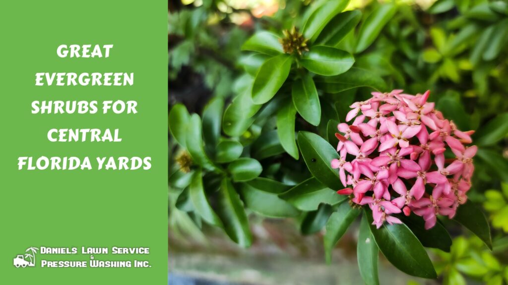 Great Evergreen Shrubs for Central Florida Yards