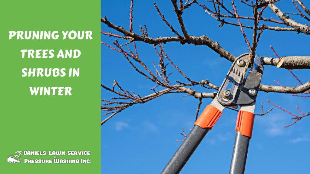Pruning Your Trees and Shrubs in Winter
