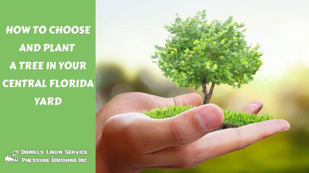 How to Choose and Plant a Tree in Your Central Florida Yard