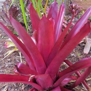 aechmea