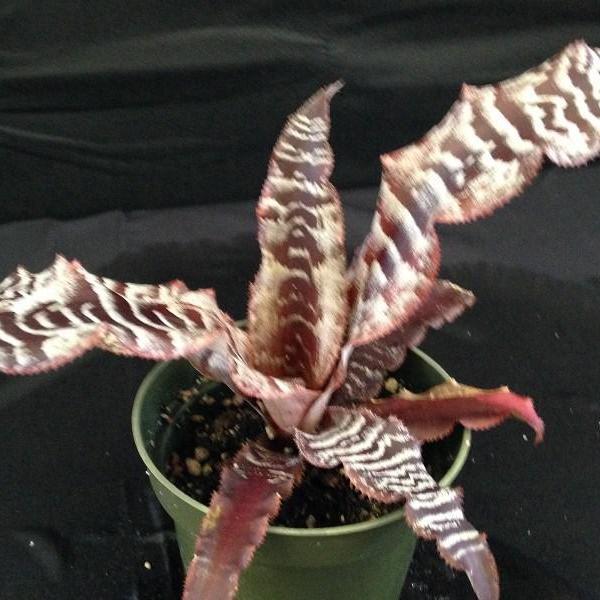 cryptanthus