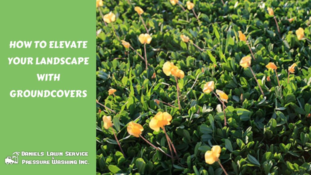 How to Elevate Your Landscape with Groundcovers