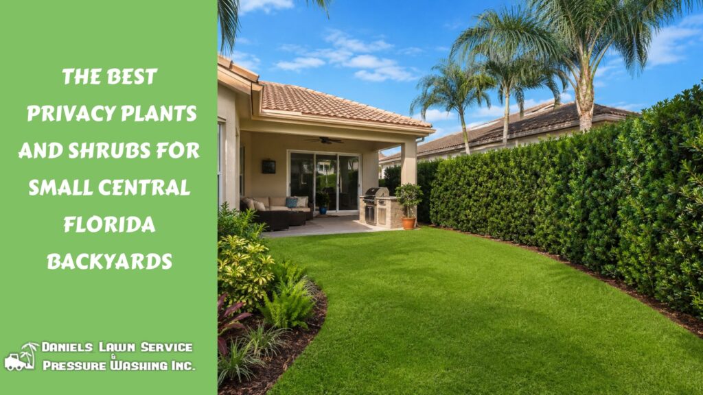 The Best Privacy Plants and Shrubs for Small Central Florida Backyards